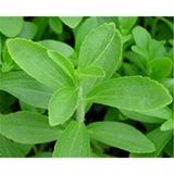 Stevia Sugar(Steviosides, Stevia Rebaudioside A - Low Calorie Sweetener