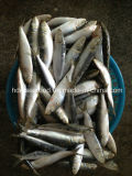 Frozen Sardine Seafood Fish for Bait