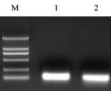 Pfu DNA Polymerase (PR1031)