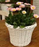 Yl High Quality Wicker Planter / Wicker Vase