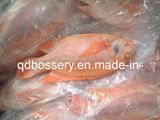 Frozen Red Tilapia Fish