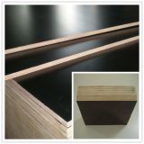 Film Faced Plywood/Constructon Plywood for Construction