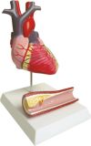 Human Heart Model-Mh07004