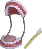 Teeth Care Model-Mh06010