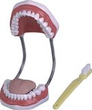 Teeth Care Model-Mh06010