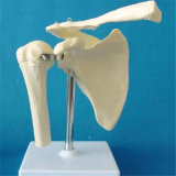 Human Shoulder Joint Skeleton Model (R020921)