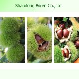 Chinese Famous Chestnut in Hot Sale