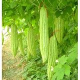 Bitter Gourd Extract/Bitter Melon Extract for Weight Loss Control