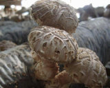 Organic Flower Mushroom/Dried Flower Mushroom