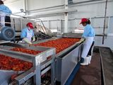 Tomato Washing Machine