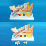 Medical Demonstration Anatomical Ear Model (R070104)