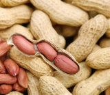 2015 China New Blanched Peanut Kernels