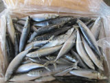 Frozen Mackerel Fish (200-300G/25cm+)