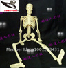 Adult Male Skeleton Teaching Model Ariting Model Medical Model (MY-SK10)