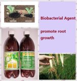 Algae Bio-Organic Watering Manure---Promote Root Growth