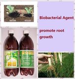 Algae Bio-Organic Watering Manure---Promote Root Growth