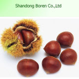 New Crop Fresh Chestnut, Bulk Chestnuts, Shandong Chestnuts for Sale