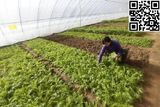 Meyabond Anti-Insects Net, Greenhouse Net