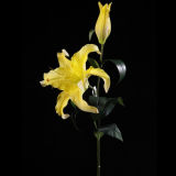 PU Lily Flower (RL-017-37S)