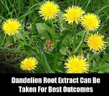 Dandelion Extract, Taraxacum Officinale