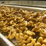 New Crop Export Good Quality Chinese Fresh Ginger