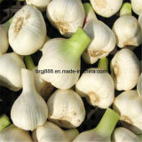 2015 Hot Sale New Crop 4.5cm-6.0cm Fresh Garlic