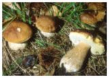 Wild Mushroom (Boletus, Chanterelle, Morel, Truflle, Fungus)