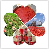 High Quailty Tomato Paste