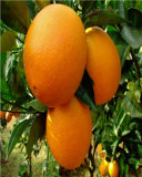 China Best Price Fresh Navel Orange