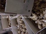2014crop Ginger in PVC Box