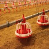 Integrated Chicken Farms with Automatic Poultry Farming Equipment (JCJX-92)