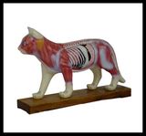 High Quality Acupuncture Animal Model-Cat (M-6-Cat)