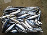 Frozen Pacific Mackerel