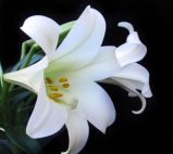 Fresh Cut Flower/White Lily