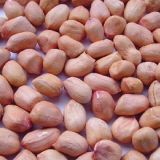 New Crop Good Quality Shandong Peanut Kernels Round Shape