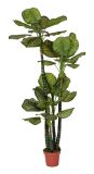 Artificial Plants and Flowers of Calathea 42lvs 180cm