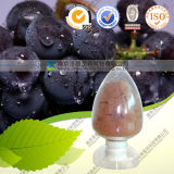 High Quality Natural Grape Seed Extract Grape Seed PE