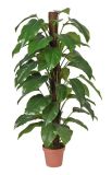 Artificial Plants and Flowers of Emerald 56lvs 155cm