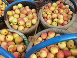 2015 New Crop Gala Apple