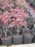 Acer Palmatum - Atropurpureum