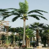 ISO9001 Artificial Coconut Palm Tree with Coconuts (indoor&outdoor) (SJ0256)