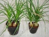 Nolina Recurvata