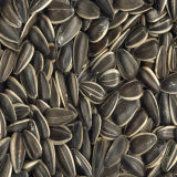 Sunflower Seeds with High Quality