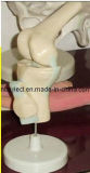 3D Anatomical Medical Knee Model (EYAM-10)