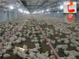 High Quality Automatic Whole Poultryfarming Equipment for Poultry House