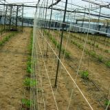 Meyabond HDPE Plant Support Netting