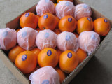 Exporting China Orange (S M L)