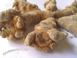 Tienchi Ginseng/Panax Notoginseng Root