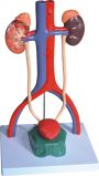 Male Urinary System-Mh07036-B