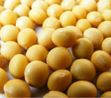 Hot Sale Healthy Dried Soybean Yellow Bean for Wholesale